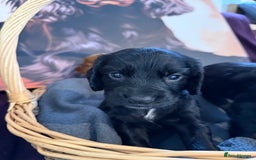 Cocker Spaniel dogs for sale: Working cocker spaniel puppies  - Image 5