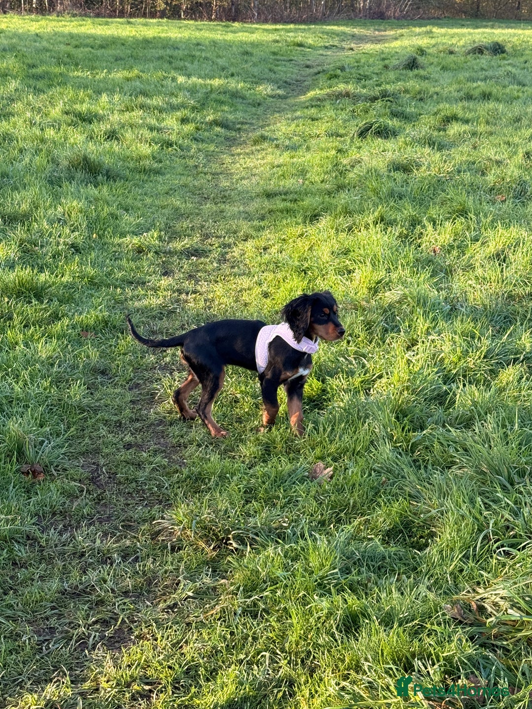 Sprocker dogs for sale: 5 month old female sprocker puppy for sale  - Advert 4