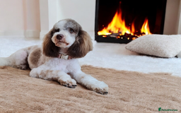 Goldendoodle dogs for stud: FULLY HEALTH TESTED! MOYEN POODLE STUD! in Kettering - Image 2
