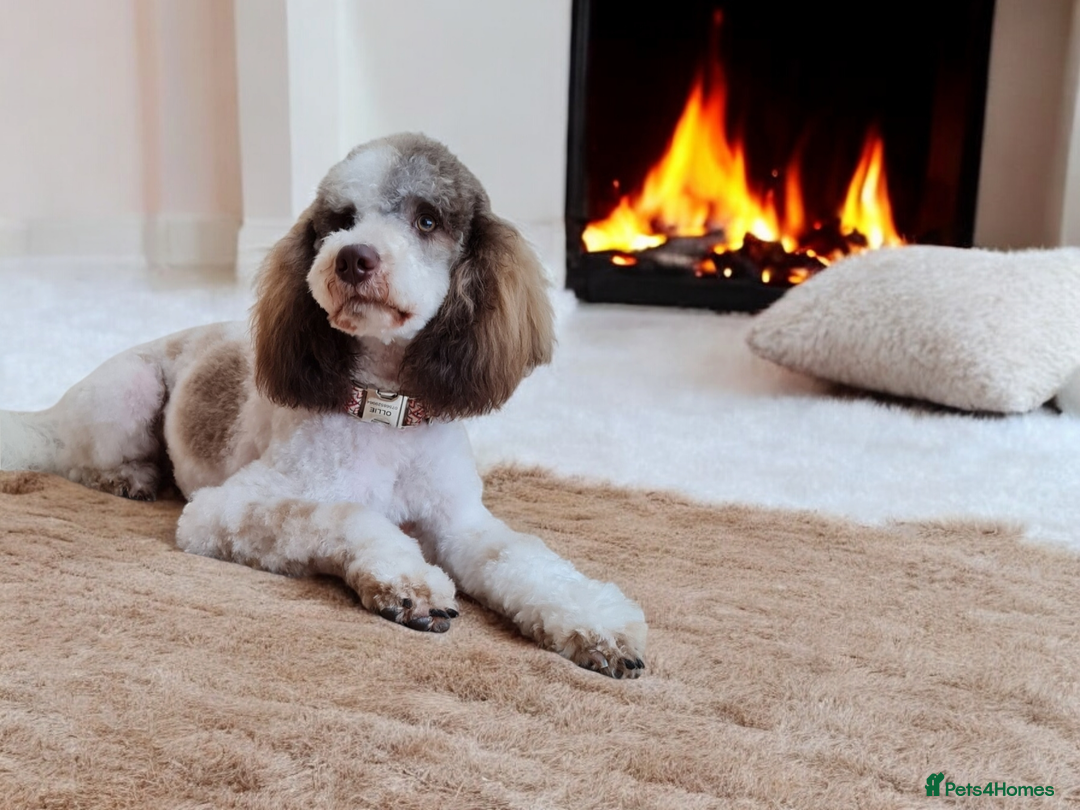 Goldendoodle dogs for stud: FULLY HEALTH TESTED! MOYEN POODLE STUD! in Kettering - Image 2