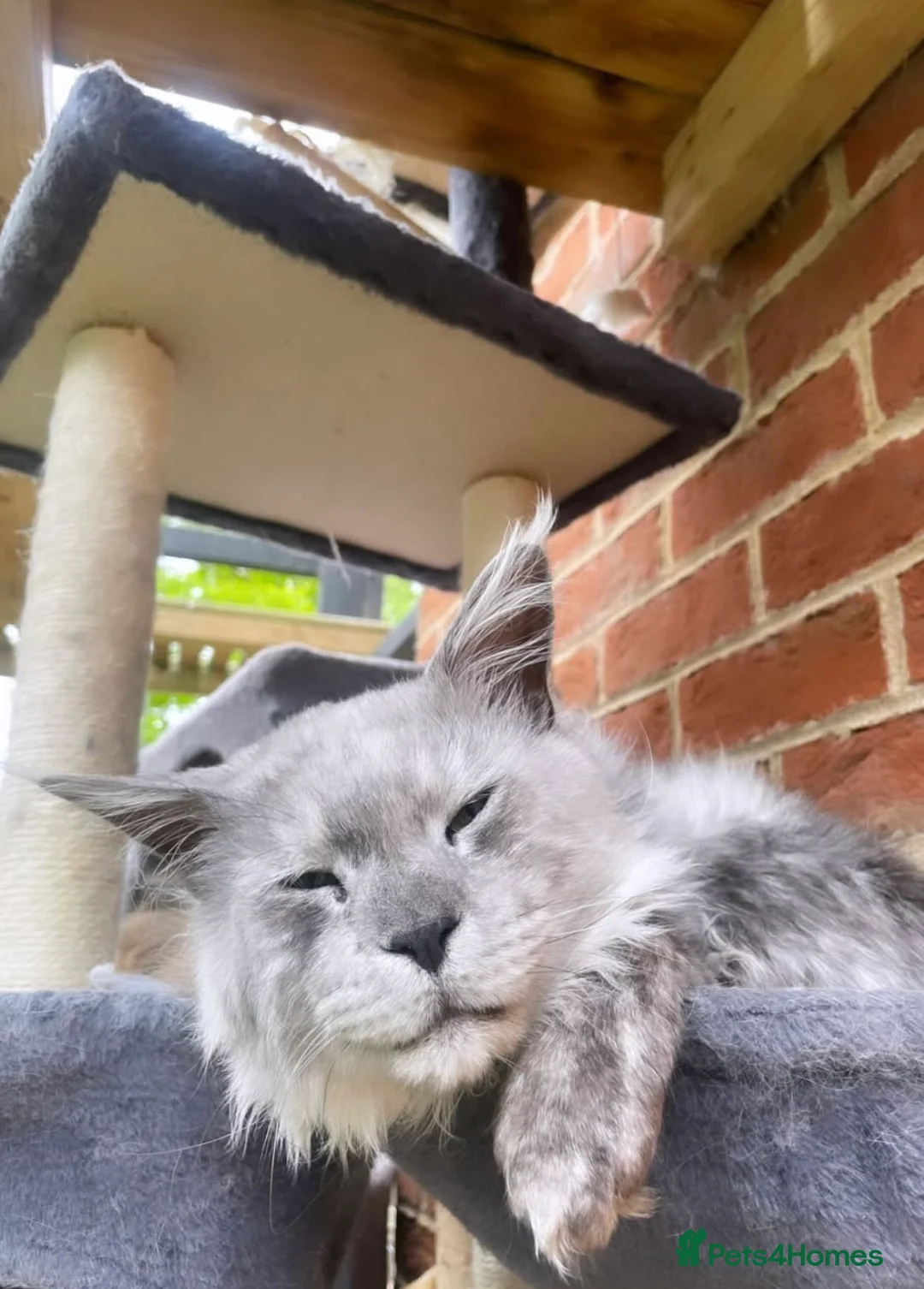 Maine Coon cats for sale: Maine coon kittens - Advert 2