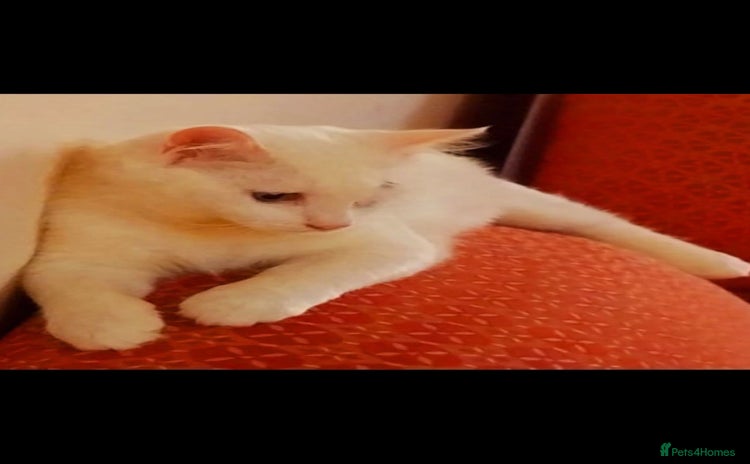 Mixed Breed cats LUKI TURKISH ANGORA BOY- JUNO BOY BONDED PAIRPAIR! - Advert 1