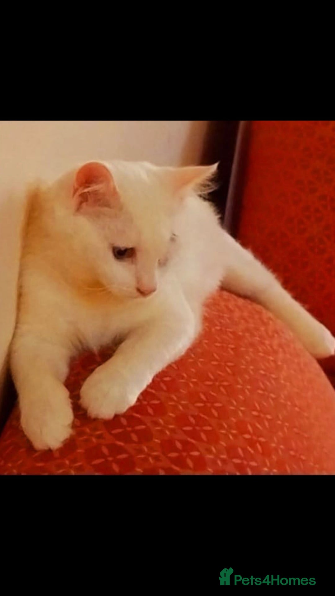 Mixed Breed cats for adoption: LUKI TURKISH ANGORA BOY- JUNO BOY BONDED PAIRPAIR! - Advert 1