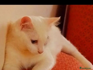 Mixed Breed cats LUKI TURKISH ANGORA BOY- JUNO BOY BONDED PAIRPAIR! - Advert 10