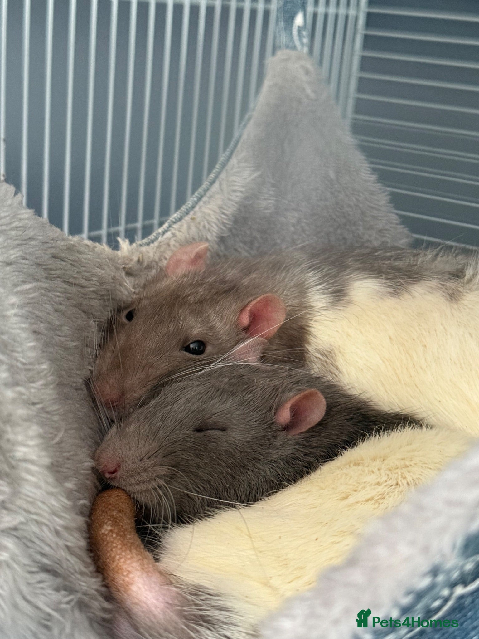 Rat rodents 2 male rats  - Advert 1