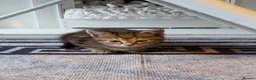 Mixed Breed cats for sale: 4 mixed kittens ready for loving homes - Advert 3