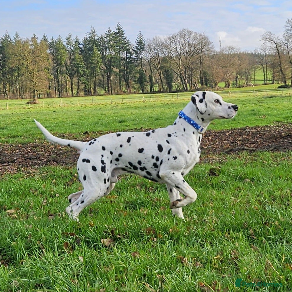 Dalmatian dogs Top quality Dalmatian puppies - Advert 3