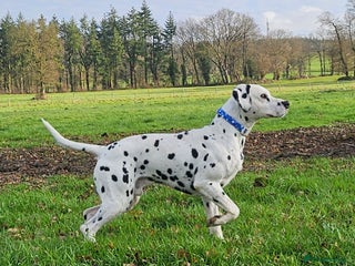 Dalmatian dogs Top quality Dalmatian puppies - Advert 3