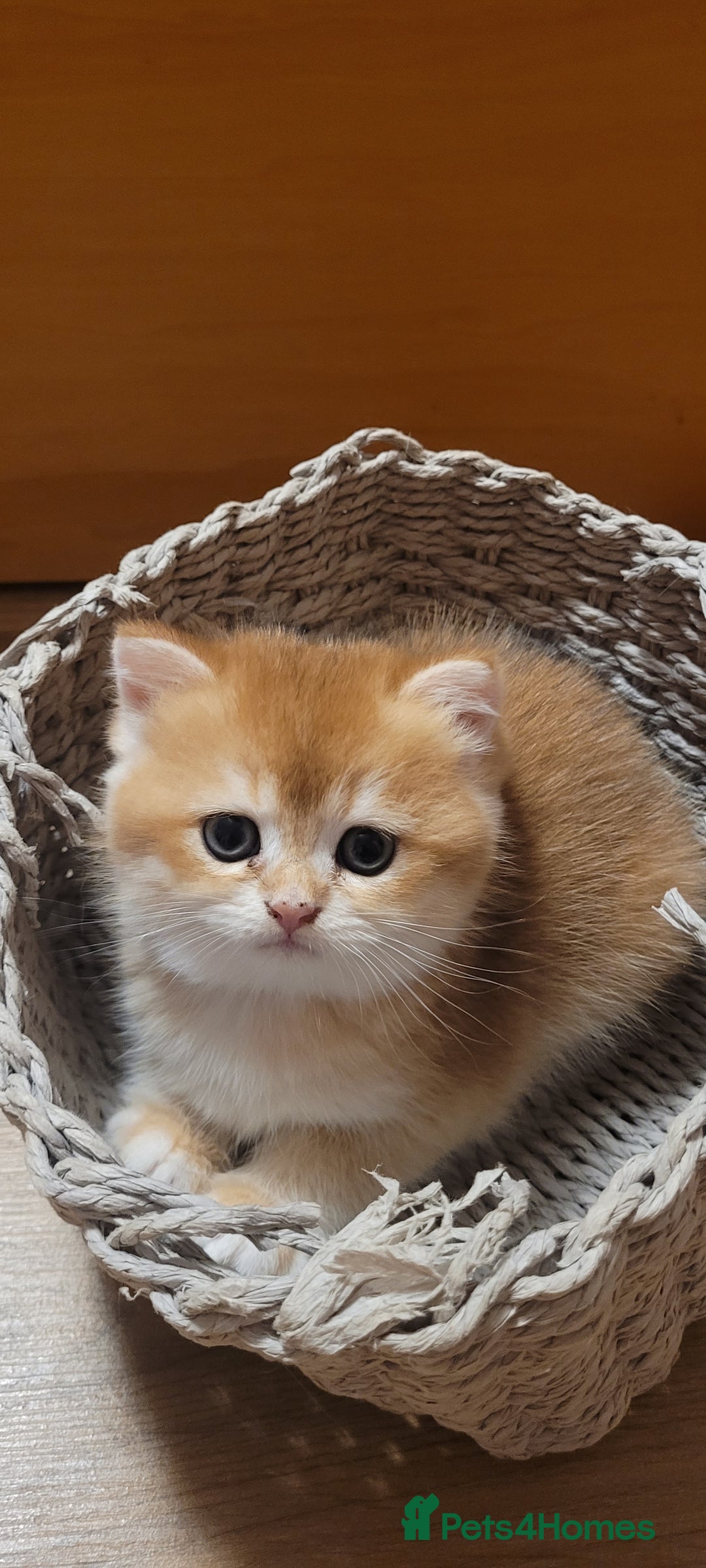 British Shorthair cats for sale: British shorthair kittens  - Image 7