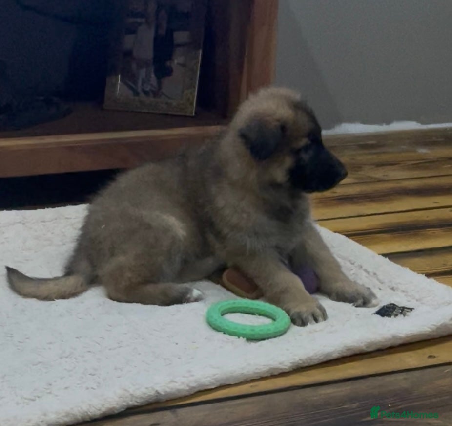 German Shepherd dogs KC Health tested straight back long coat puppies - Advert 1