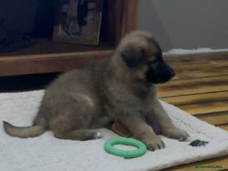 German Shepherd dogs KC Health tested straight back long coat puppies - Advert 1