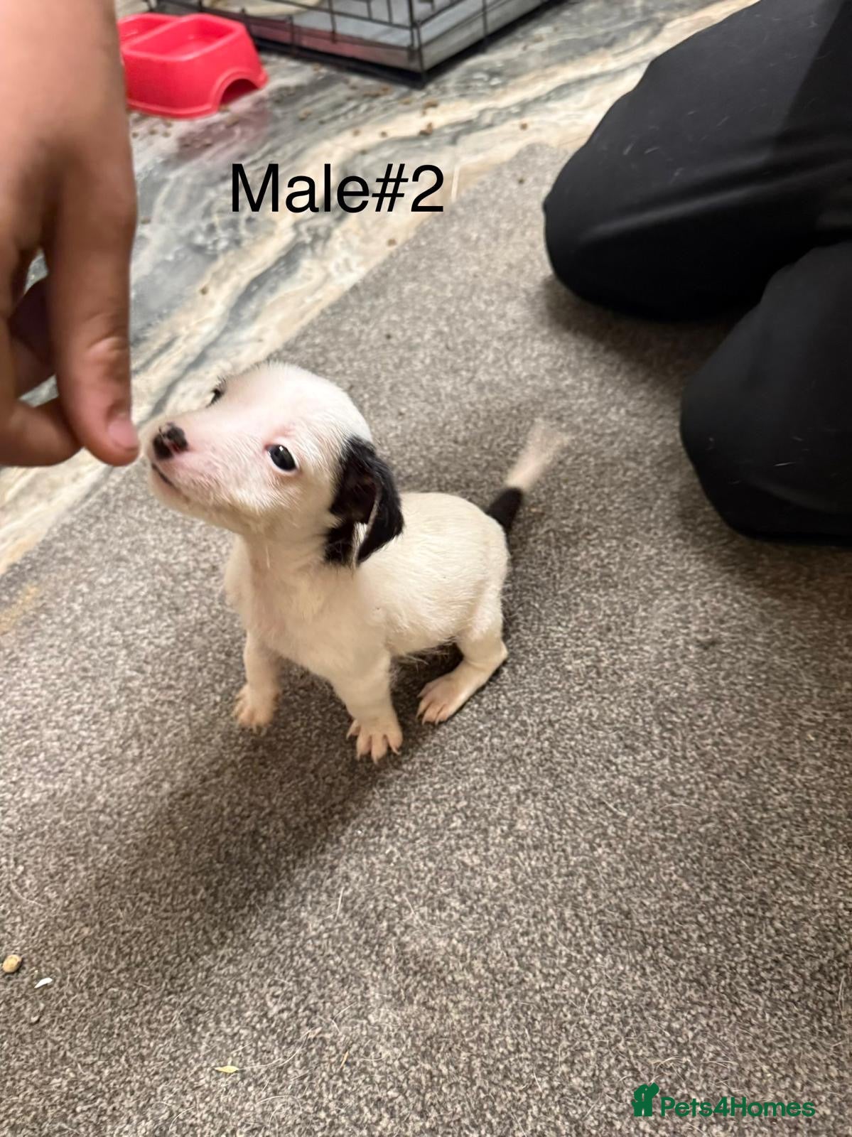 Jack Russell dogs Puppies  - Advert 4