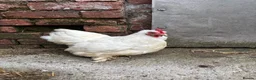 Chickens poultry for sale: Different selection of Trio’s & Chicks - Advert 3
