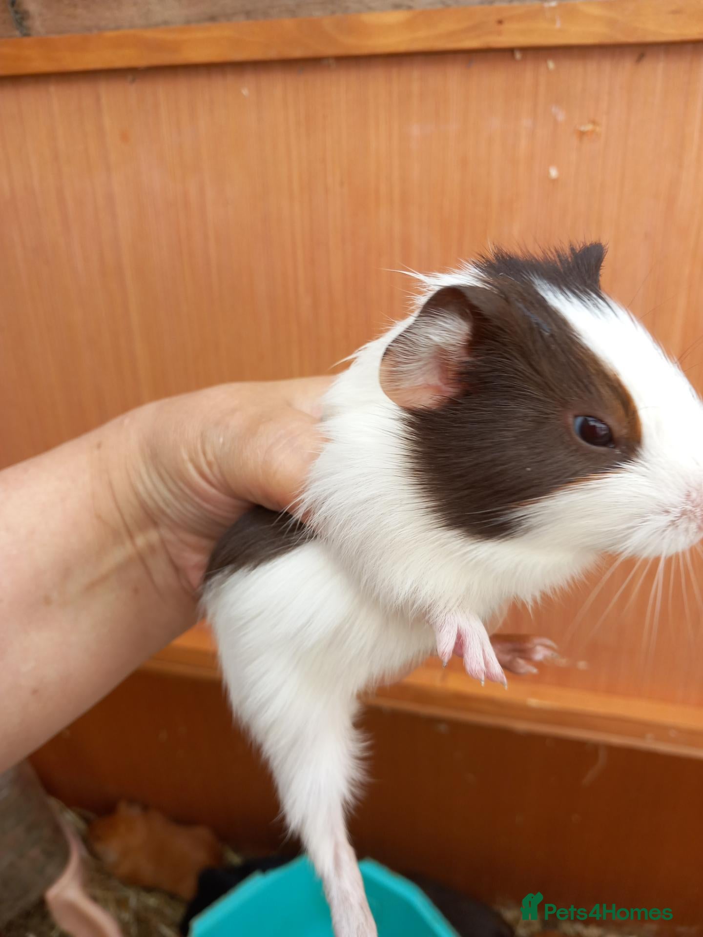 Guinea Pig rodents Baby guinea pigs ready now  - Advert 13