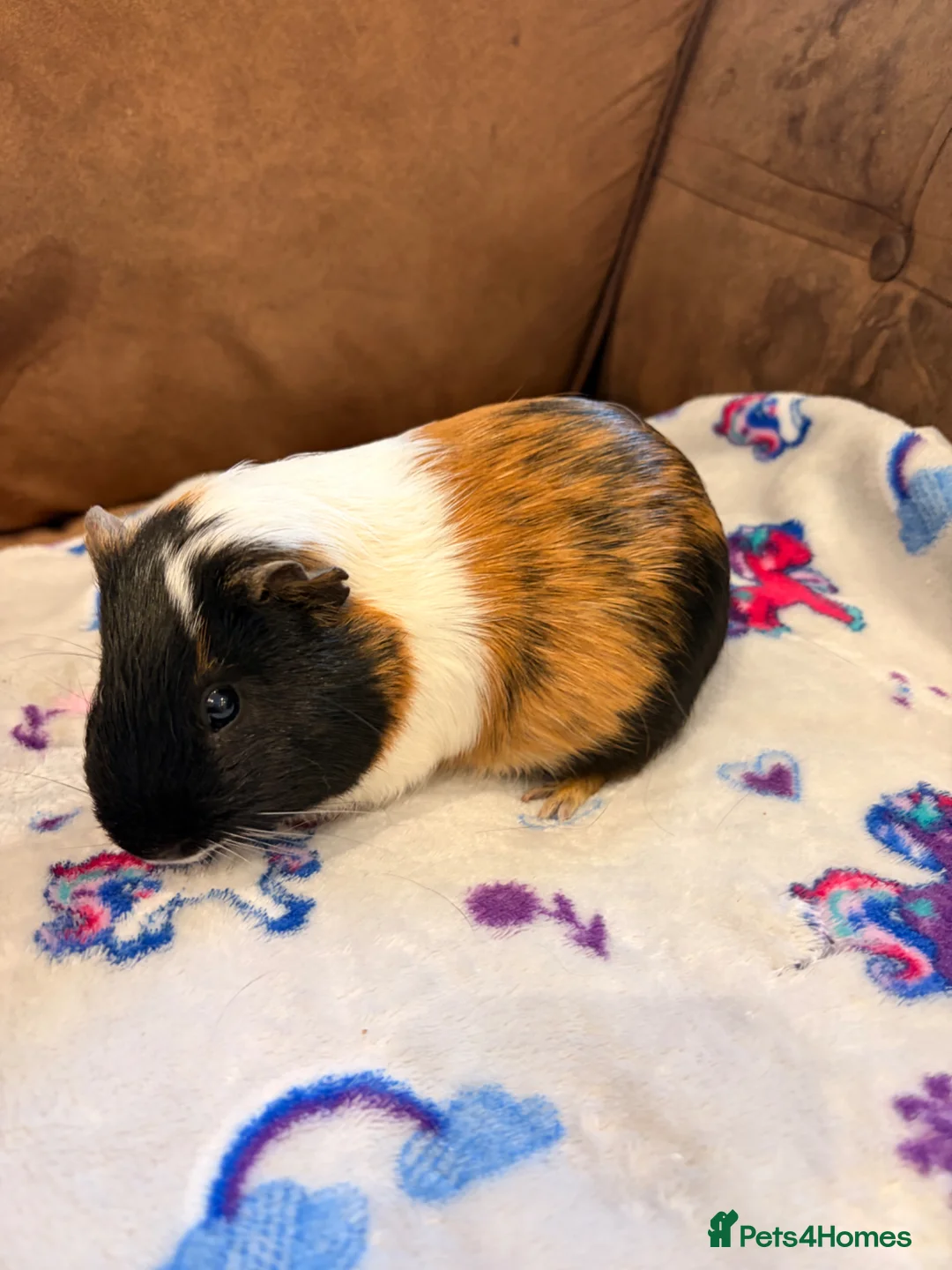 Guinea Pig rodents for sale: Bonded Boars - £35 a pair - Advert 4