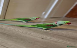 Parrots birds for sale: Alexandrine couple - Image 3