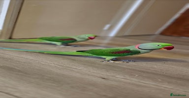 Parrots birds - Advert 2