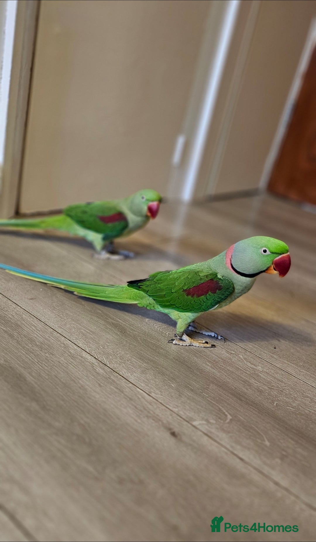 Parrots birds for sale: Alexandrine couple - Image 3