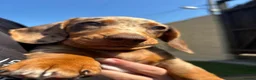 Miniature Dachshund dogs for sale: 4 beautiful minature dachshund puppies  - Advert 2