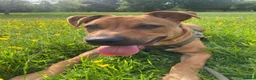 Mixed Breed dogs for sale: Bullmastiff x Border Collie needs rehoming  in Barnsley - Advert 3