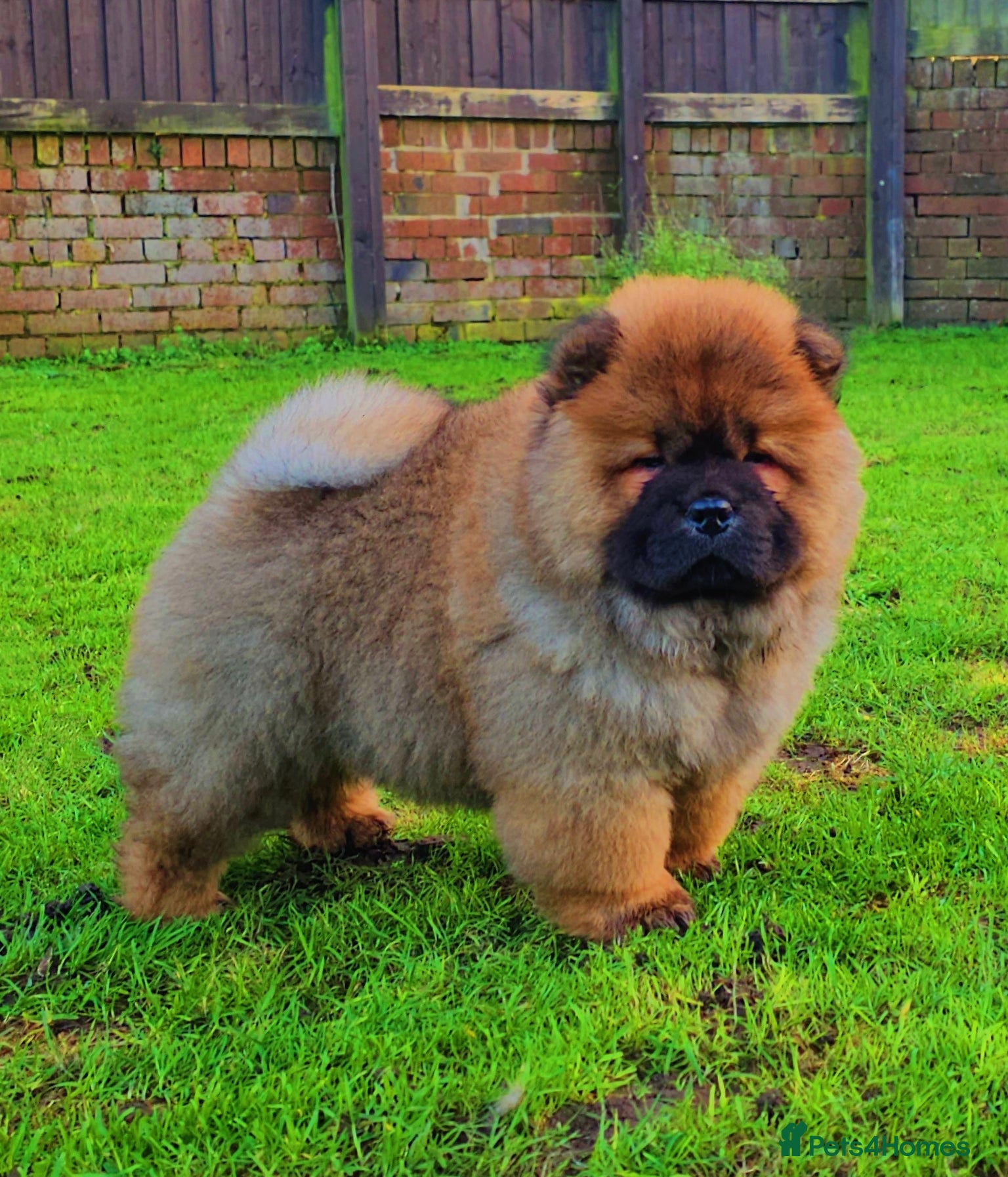 Chow Chow dogs Crufts pedigree puppy  - Advert 1