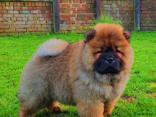 Chow Chow dogs Crufts pedigree puppy - Advert 1