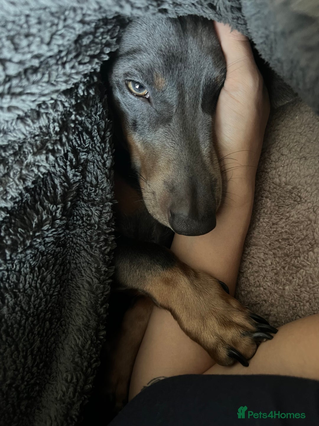 Dachshund dogs for sale: Grey and Tan Male Dachshund 17 months old - Advert 12