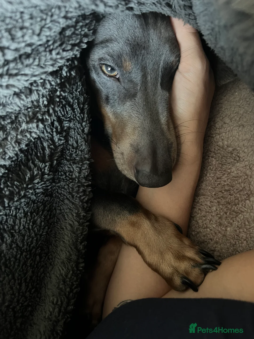 Dachshund dogs for sale: Grey and Tan Male Dachshund 17 months old - Advert 12