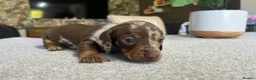 Miniature Dachshund dogs for sale: KC Mini Dachshund Puppies – Dapple & Chocolate - Advert 3