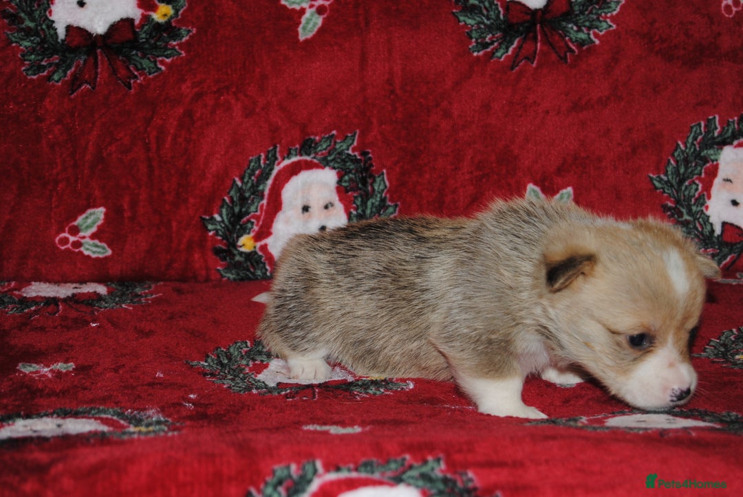 Welsh Corgi Pembroke dogs for sale: Welsh Pembroke Corgi Puppies - Girls Available - Advert 15