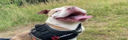 American Bully dogs for sale: American pocket bully in Stoke-on-Trent - Advert 3
