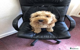 Cockapoo dogs for stud: F1 Cockerpoo for Stud - Image 2