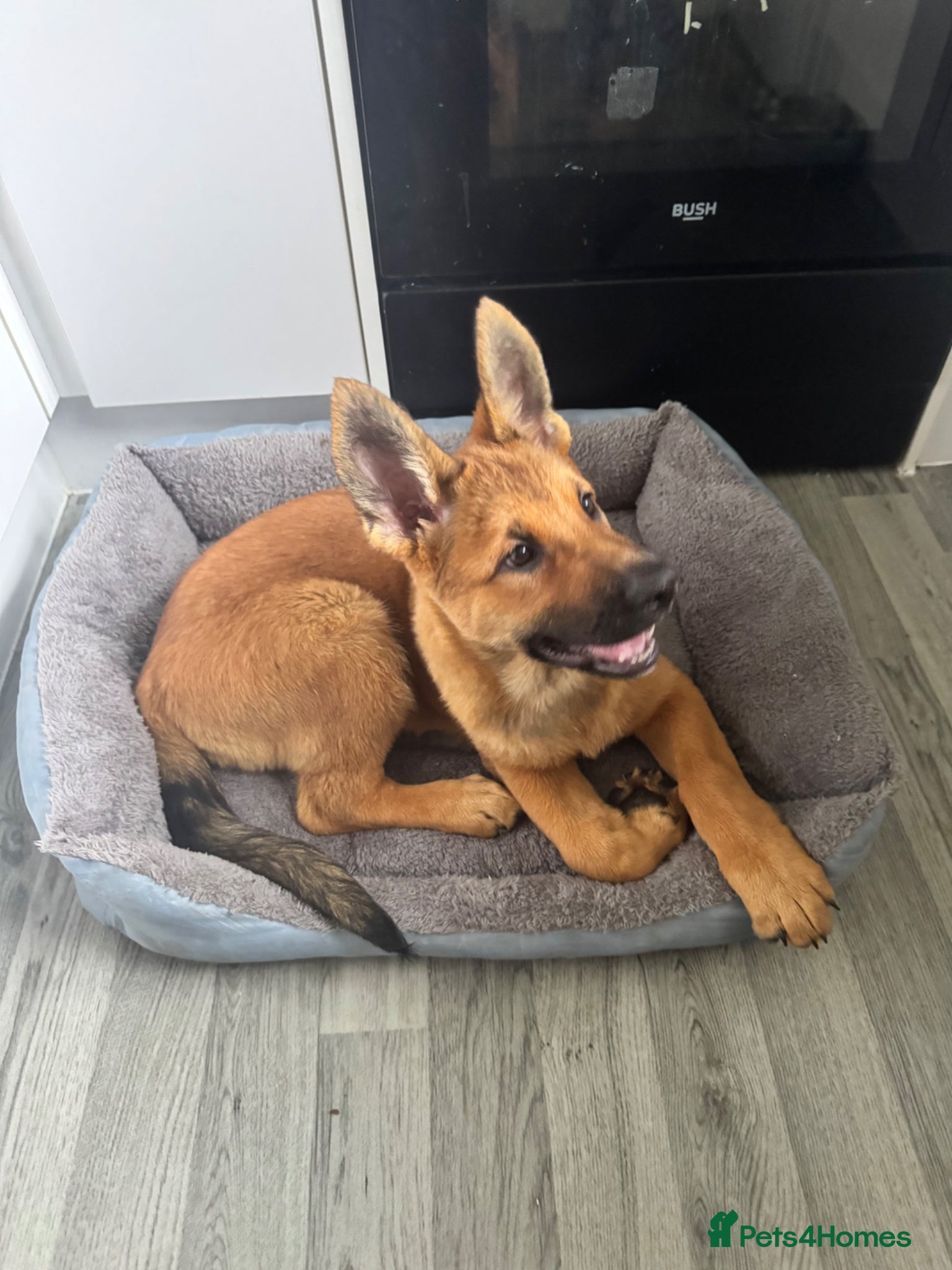 German Shepherd dogs German Shepherd Female Puppy - Advert 2