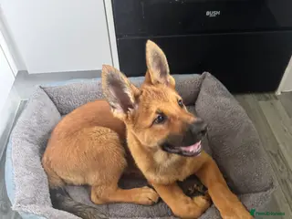 German Shepherd dogs German Shepherd Female Puppy - Advert 2