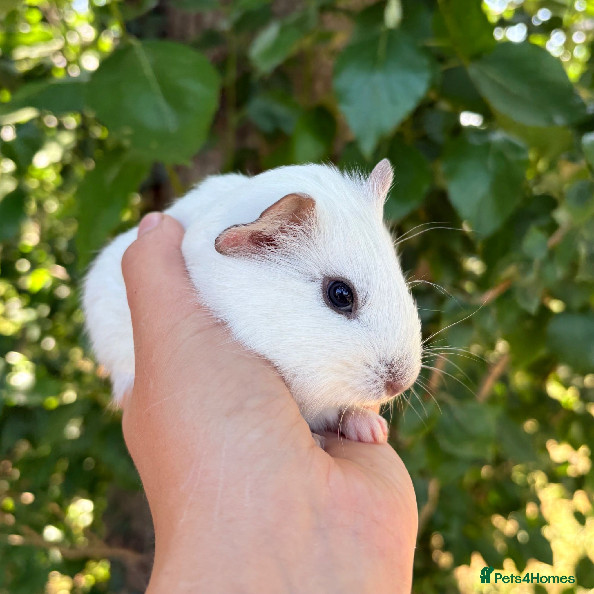 Guinea Pig rodents LOTS of Stunning Baby Girl Guinea Pigs 💗 - Advert 1
