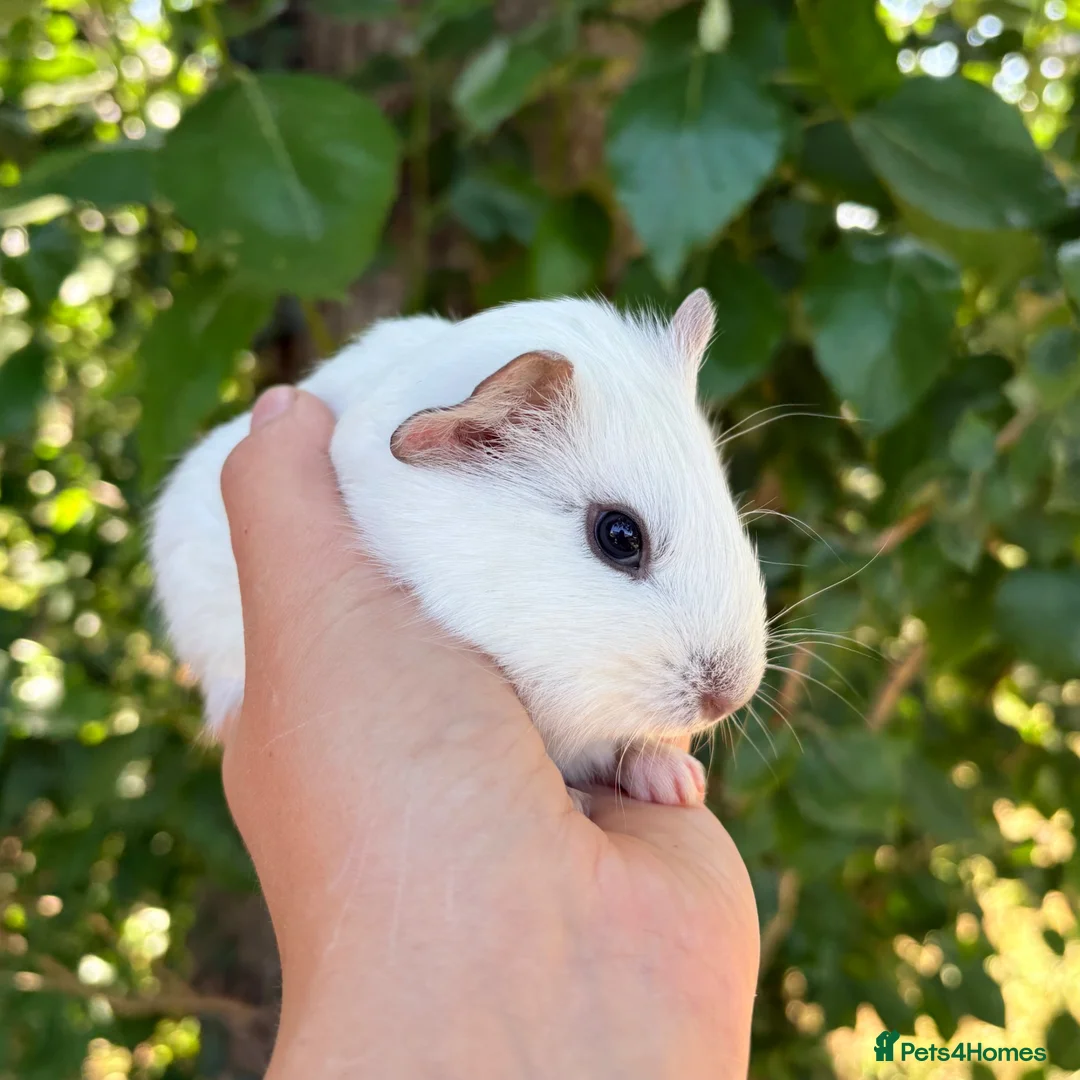 Guinea Pig rodents for sale: LOTS of Stunning Baby Girl Guinea Pigs 💗 - Advert 1