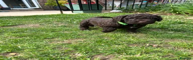 Spanish Water Dog 3
