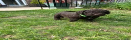 Spanish Water Dog dogs for sale: Spanish Water Dog - Advert 14