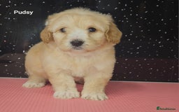 Maltipoo dogs for sale: Quality Champion Apricot Teddy toy Maltipoo's 🧸 - Image 16