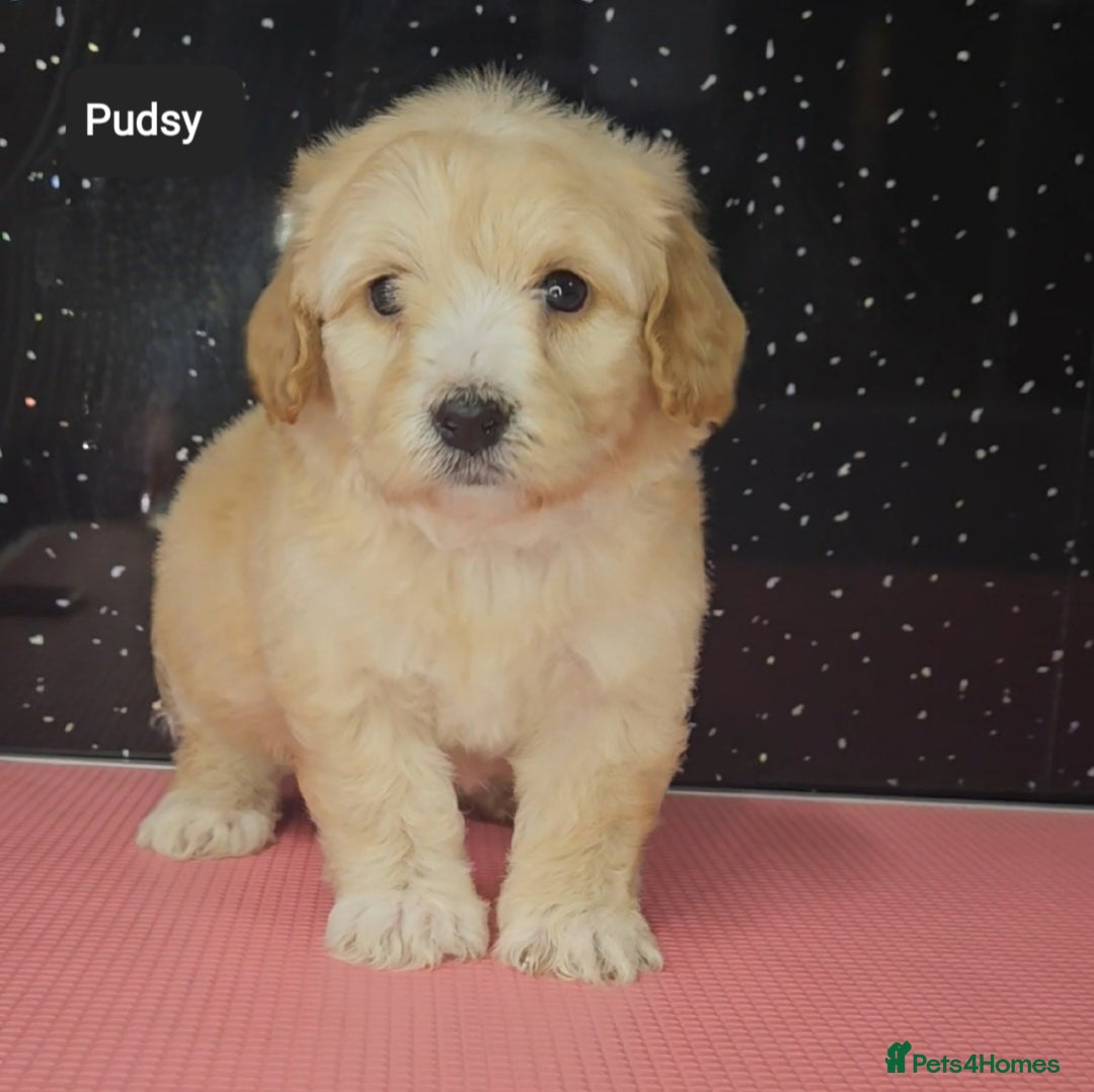 Maltipoo dogs for sale: Quality Champion Apricot Teddy toy Maltipoo's 🧸 - Image 16