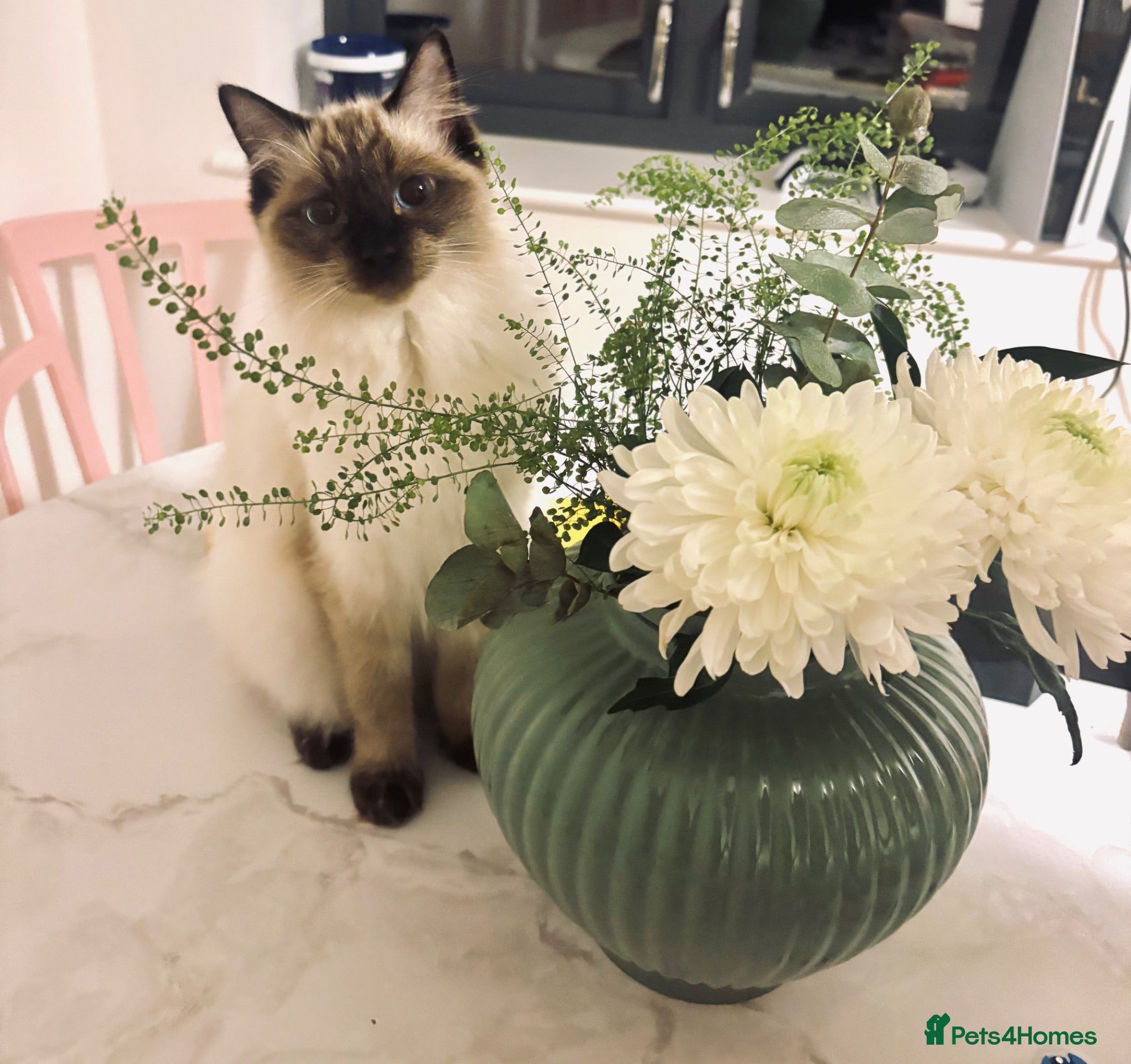 Ragdoll cats Kittens - Looking for Their Forever Home Together - Advert 3