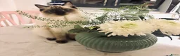 Ragdoll cats for sale: Kittens - Looking for Their Forever Home Together - Advert 1