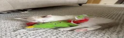 Ragdoll cats for sale: Ragdoll Mixed Kittens - Advert 2