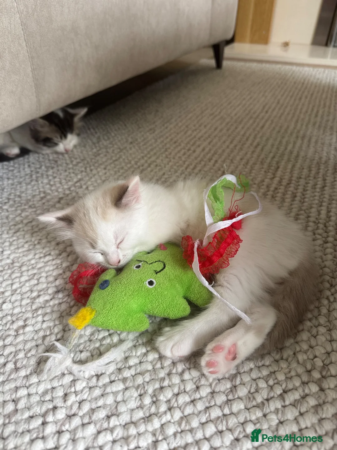 Ragdoll cats for sale: Ragdoll Mixed Kittens - Advert 2
