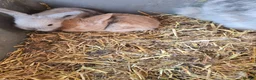 Mixed Breed rabbits for sale: 2 Mini lop x lion lop babies (boys).Price for both - Advert 6