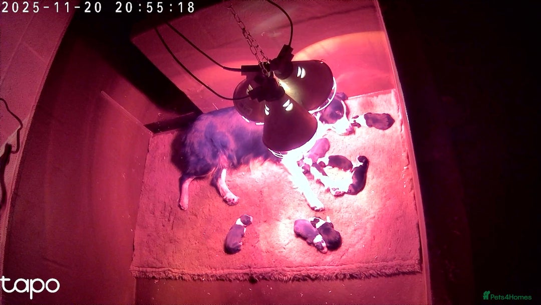 Border Collie dogs for sale: Beautiful KC rough coated border collie puppies  - Advert 12