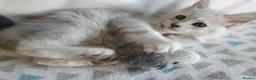 Maine Coon cats for sale: TICA REGISTERED GORGEOUS MAINE COONKITTENS - Advert 28