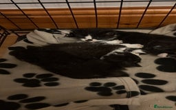 British Shorthair cats for sale: Cute and friendly kittens.  - Image 4