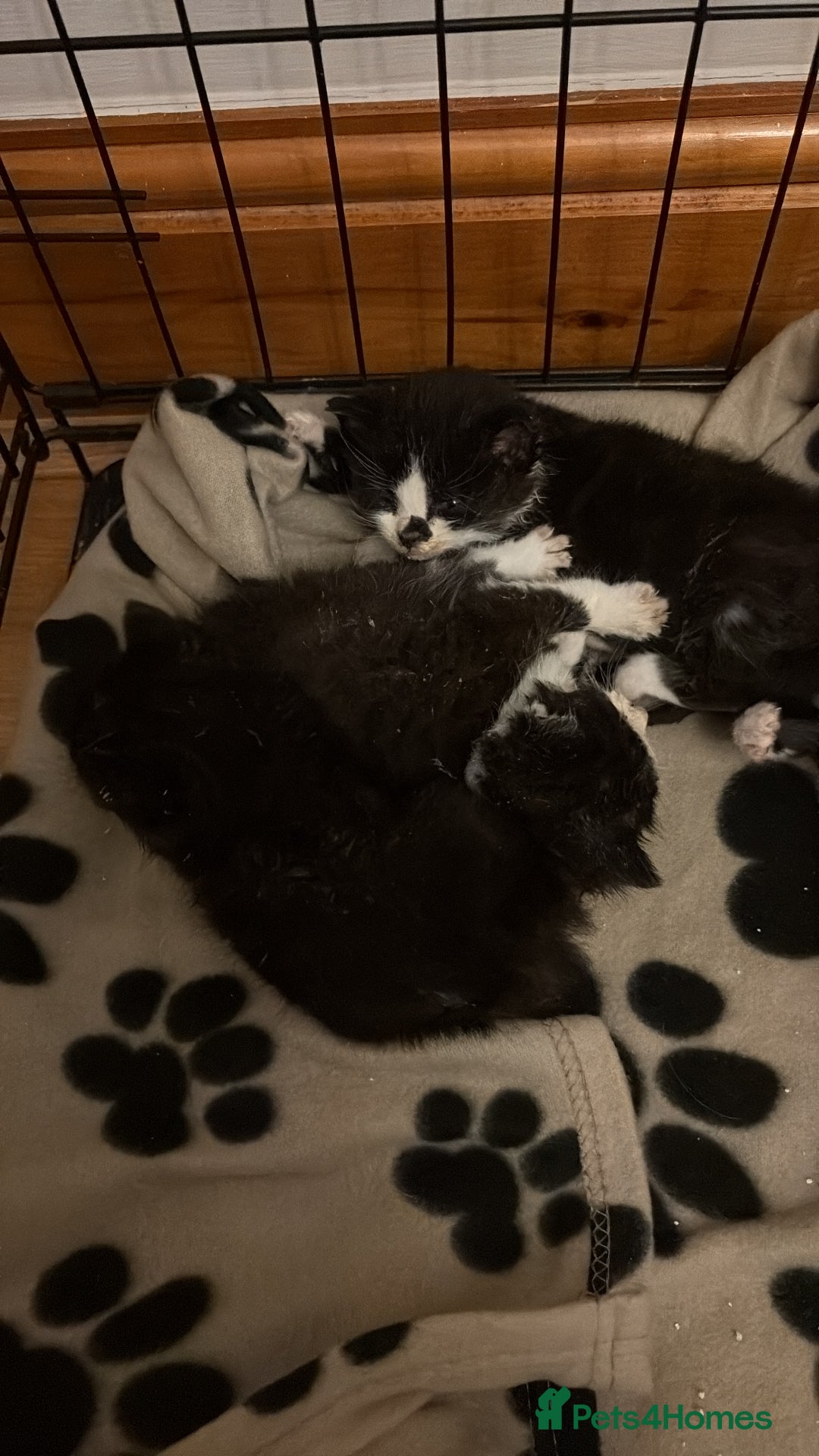 British Shorthair cats for sale: Cute and friendly kittens.  - Image 4