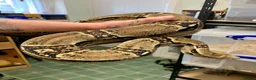 Boa Snake reptiles for sale: 6 year old male common boa constrictor in Poulton-le-Fylde - Advert 3